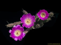 Echinocereus pentalophus 2478